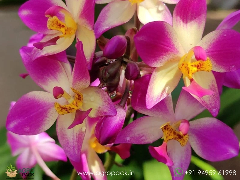 Ground-Orchid2