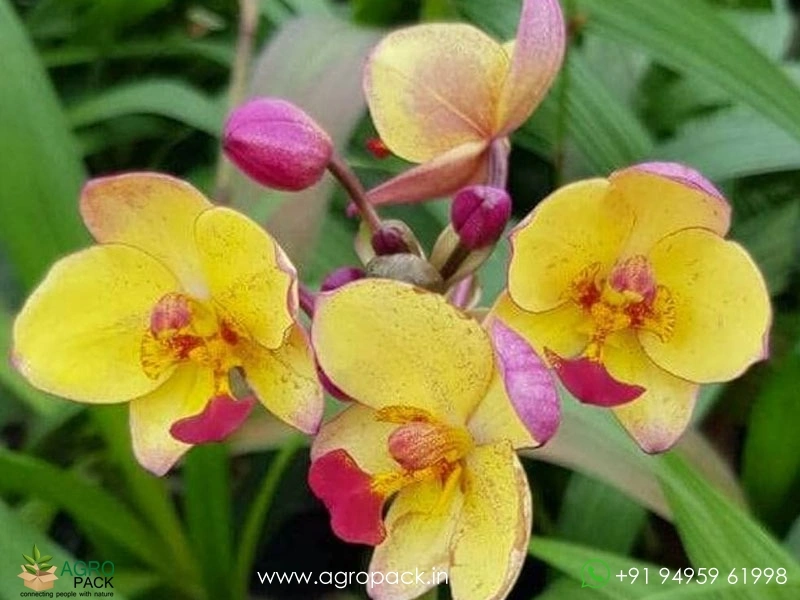 Ground-Orchid5