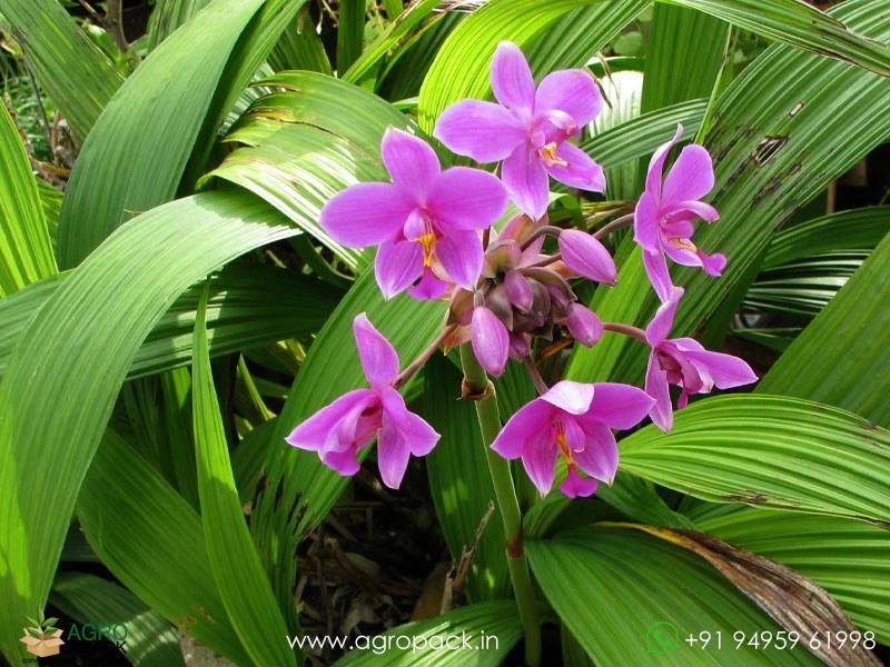 Ground-Orchid6