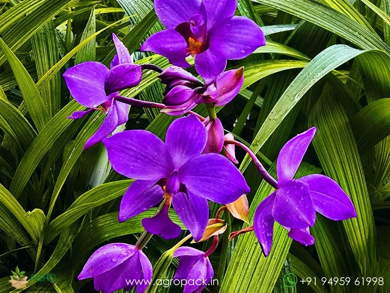 Ground-Orchid7