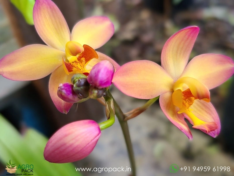Ground-Orchid8