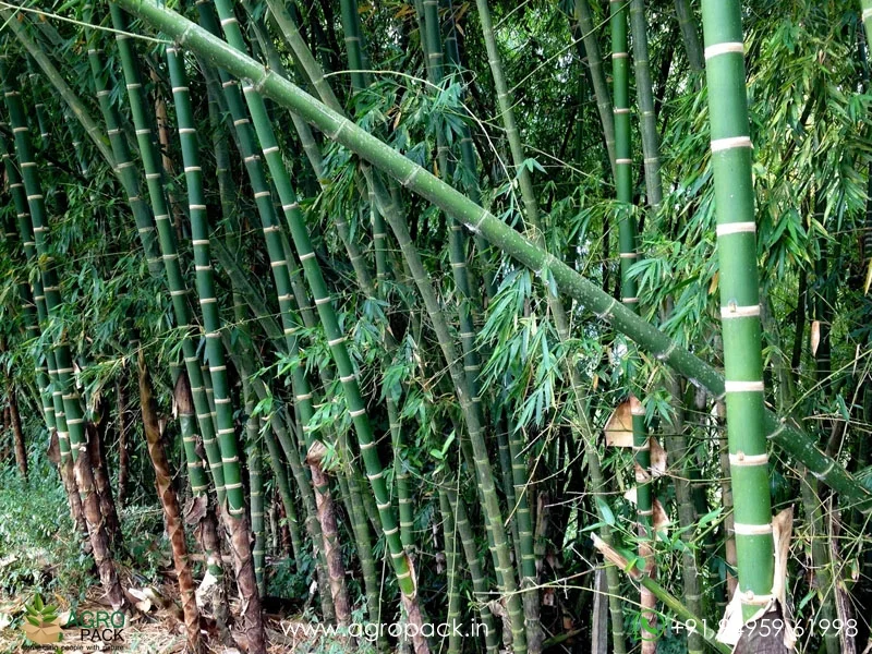 Guadua-angustifolia-Colombian-timber-bamboo1