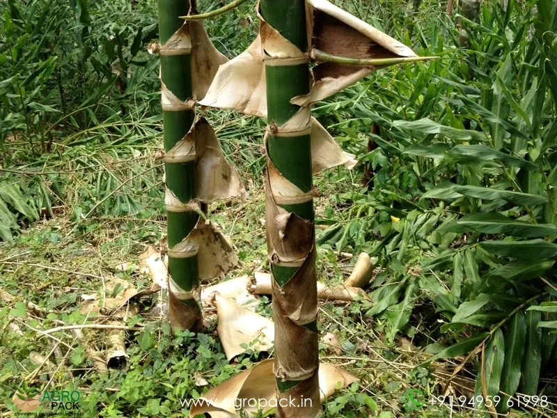 Guadua-angustifolia-Colombian-timber-bamboo4