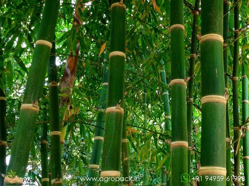 Guadua-angustifolia-Colombian-timber-bamboo5