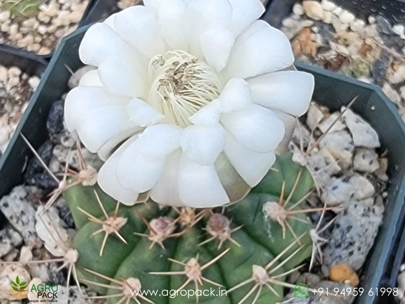 Gymnocalycium-Damsii-Cactus1