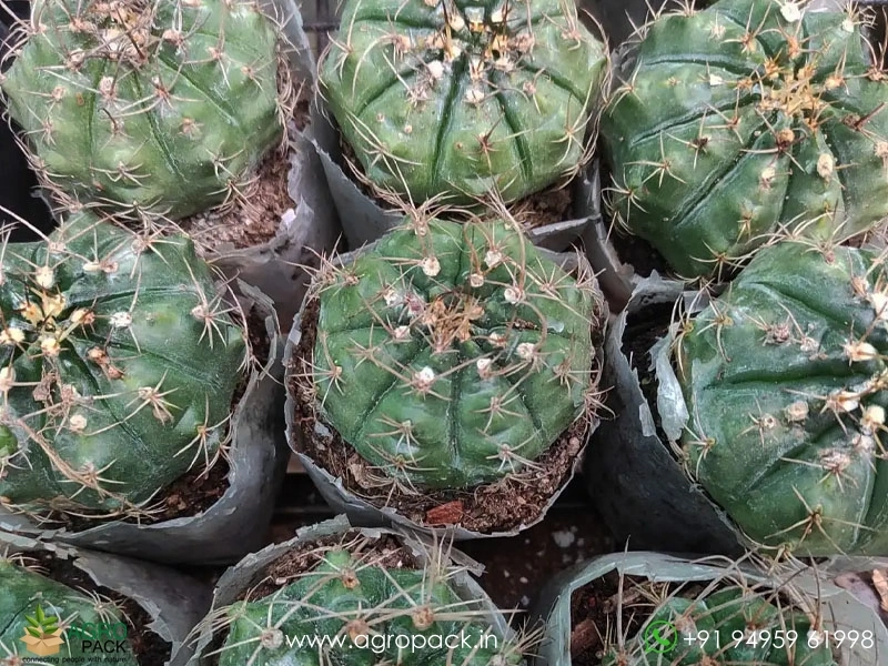 Gymnocalycium-Damsii-Cactus3