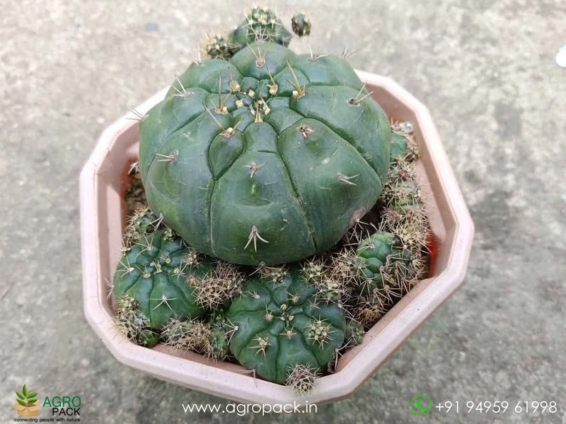 Gymnocalycium-Damsii-Cactus4