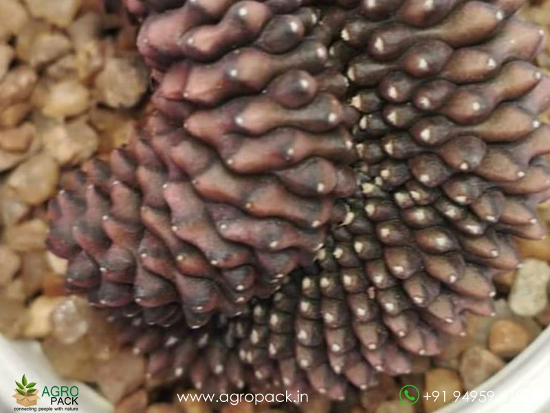 Gymnocalycium-cristata-var-inermis-cactus2