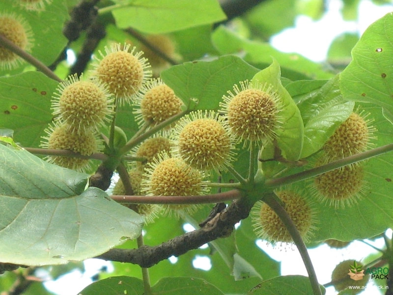 Haldina-Cordifolia2
