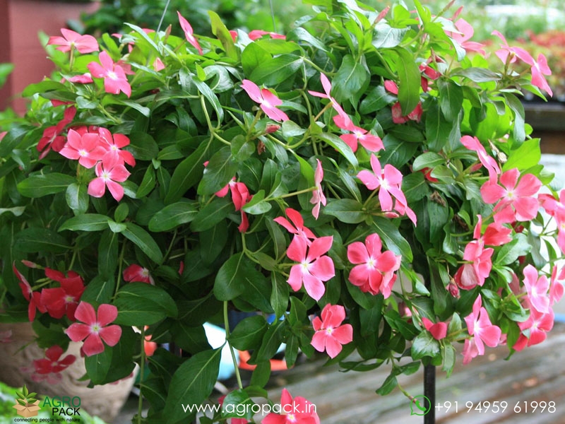 Hanging-Vinca-4-Color1