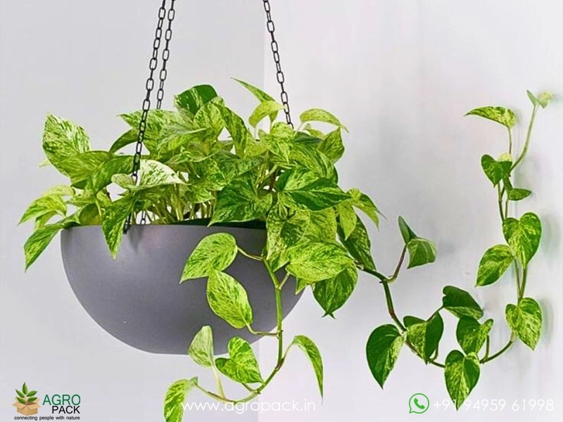 Hanging1