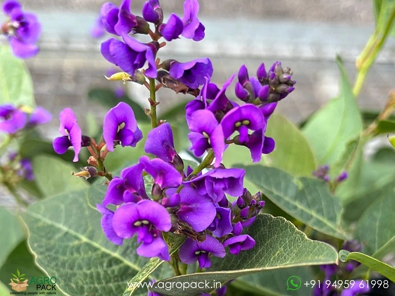 Hardenbergia-violacea5