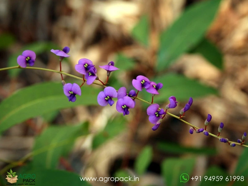 Hardenbergia-violacea6