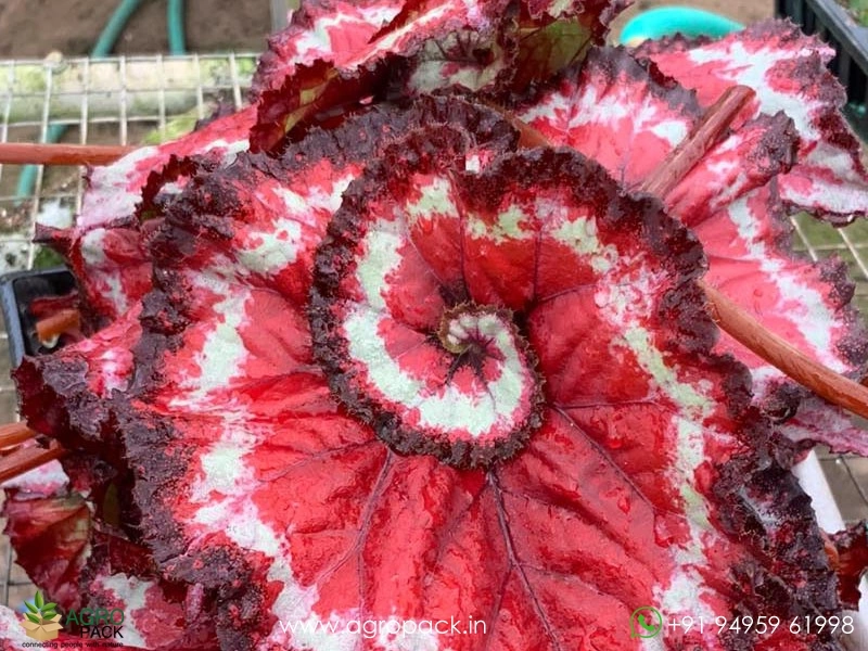 Harmonys-Tasmanian-Devil-Begonia3