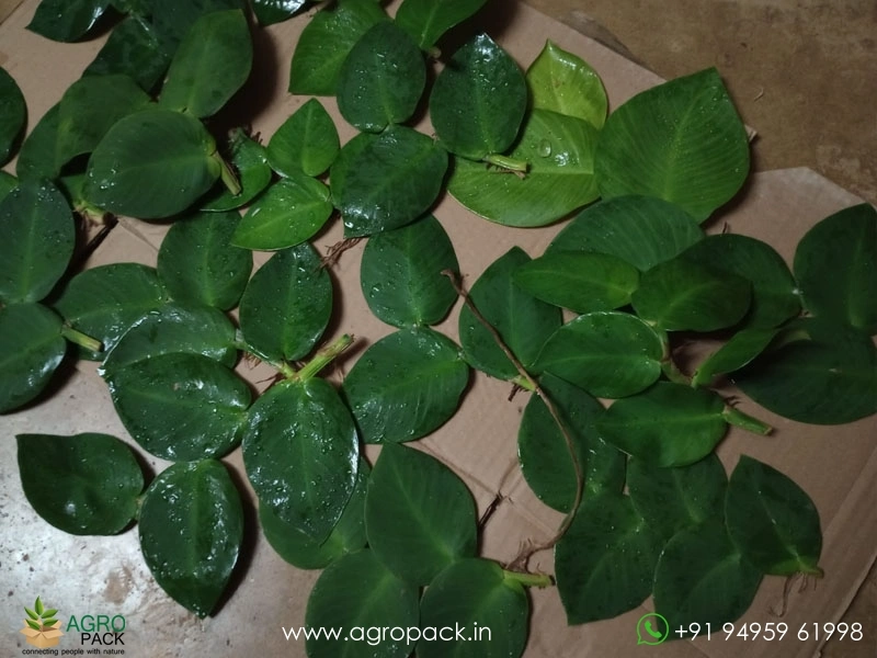 Healthy-Stem-Cuttings-Rhaphidophora1