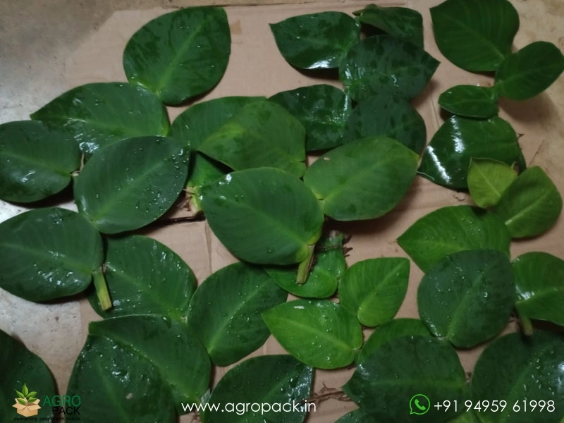 Healthy-Stem-Cuttings-Rhaphidophora2