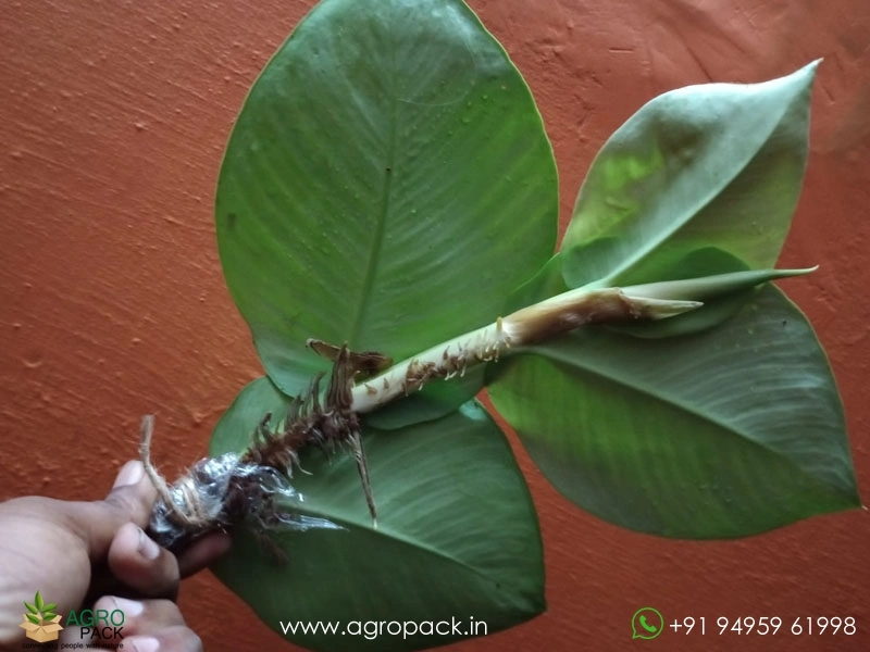 Healthy-Stem-Cuttings-Rhaphidophora3