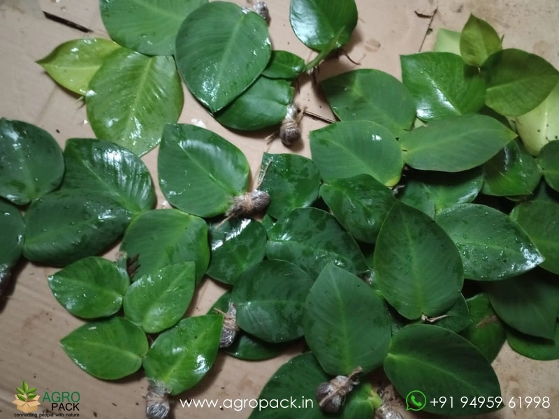 Healthy-Stem-Cuttings-Rhaphidophora4
