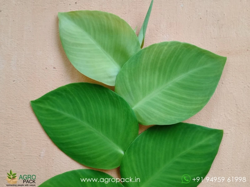 Healthy-Stem-Cuttings-Rhaphidophora5