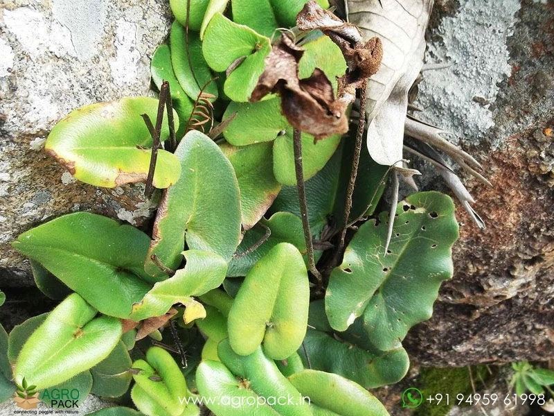 Heart-Shaped-Fern1