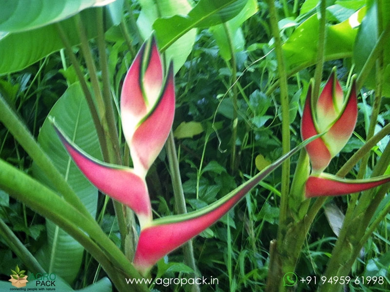 Heliconia-Imperial3