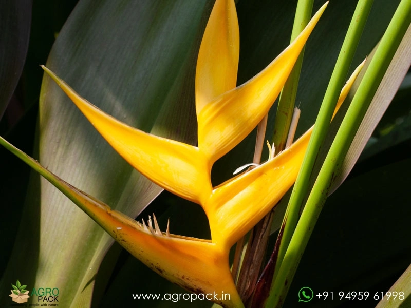 Heliconia-Island-Yellow1