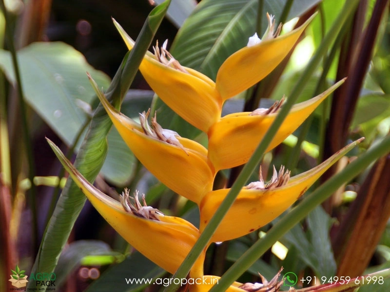 Heliconia-Island-Yellow2