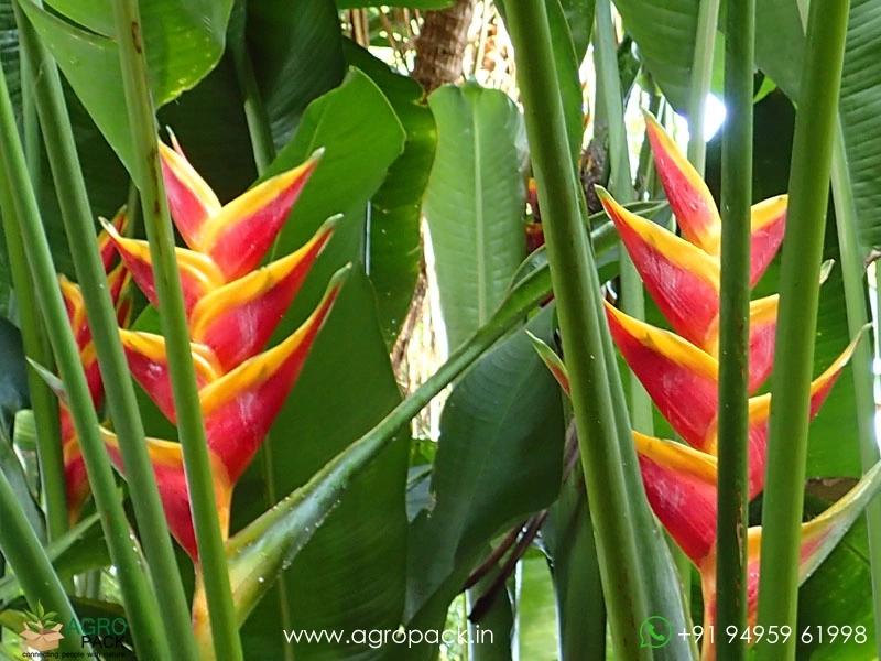 Heliconia-Jacquinii1