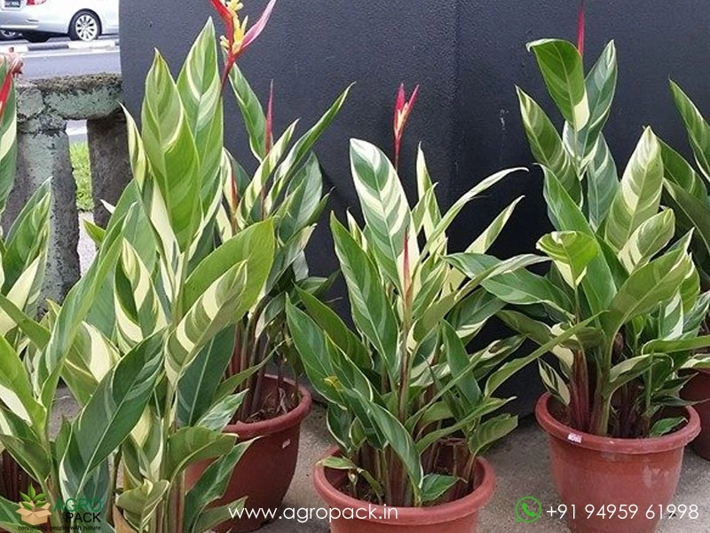 Heliconia-Lady-Di-Variegated2