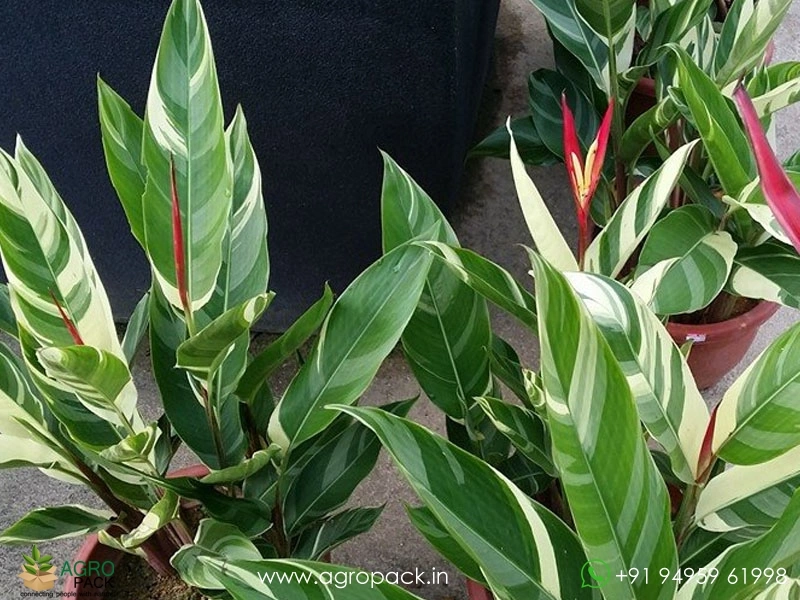Heliconia-Lady-Di-Variegated3
