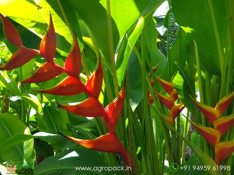 Heliconia-Manoa-Sunrise1