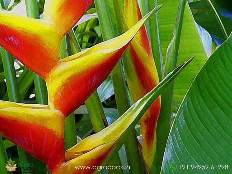 Heliconia-Manoa-Sunrise2