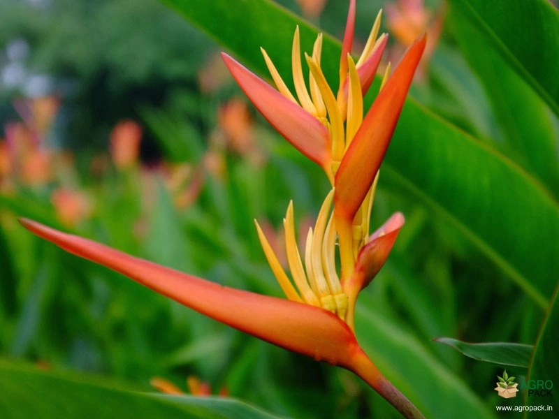 Heliconia-Paradise1