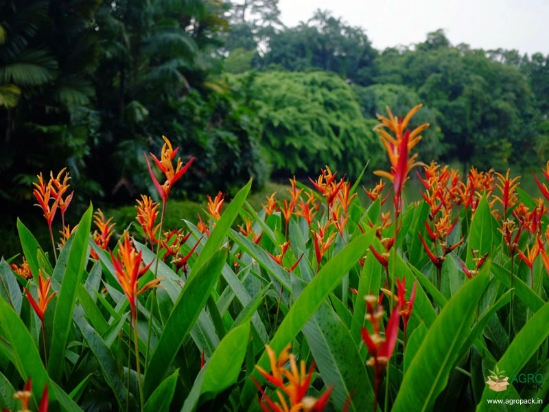 Heliconia-Paradise2