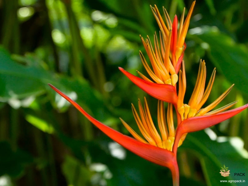 Heliconia-Paradise3