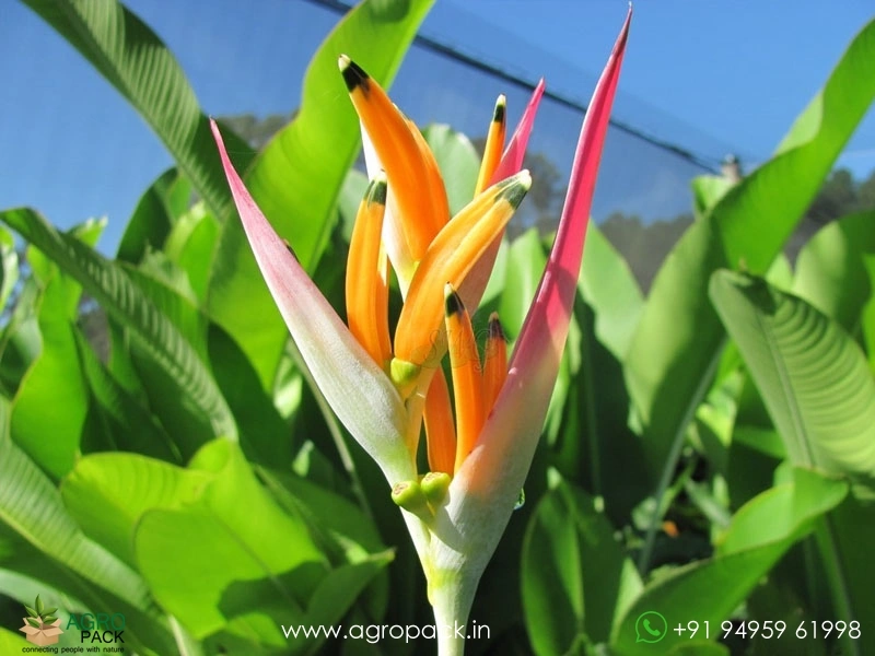 Heliconia-Petra1