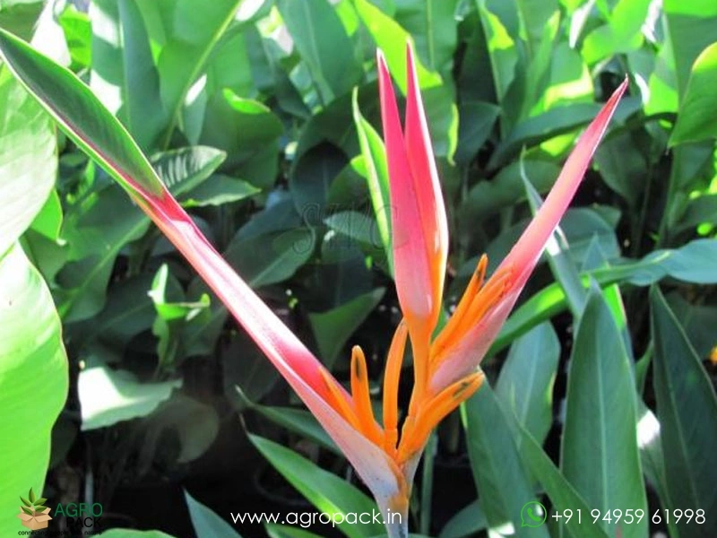 Heliconia-Petra2