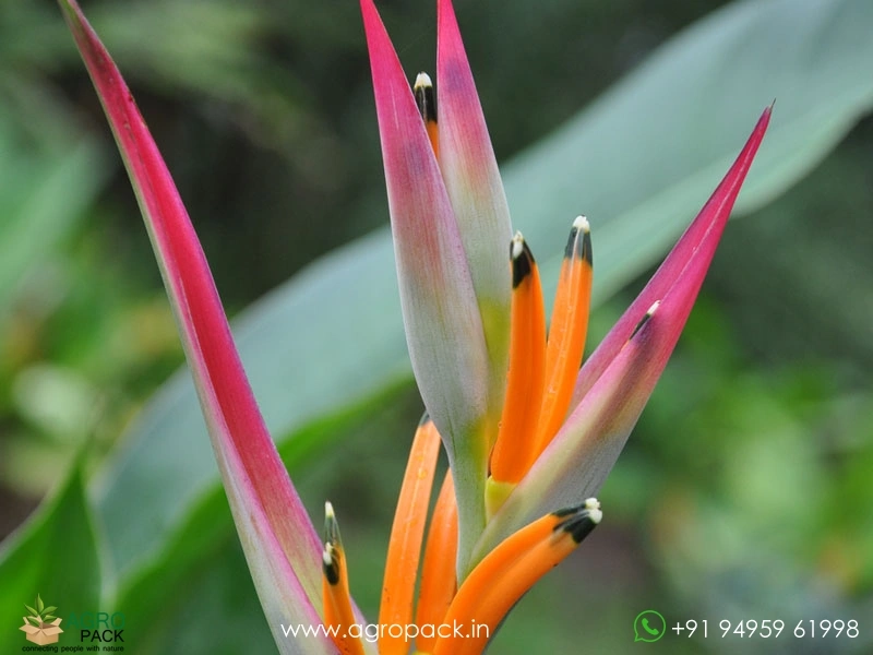 Heliconia-Petra3