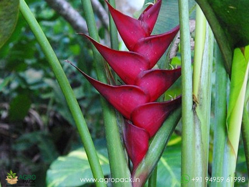 Heliconia-St.-Lucia2