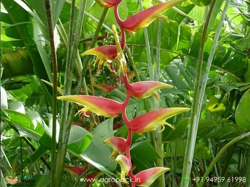 Heliconia-Temptress1