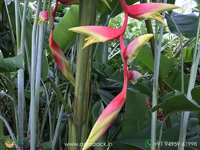 Heliconia-Temptress2