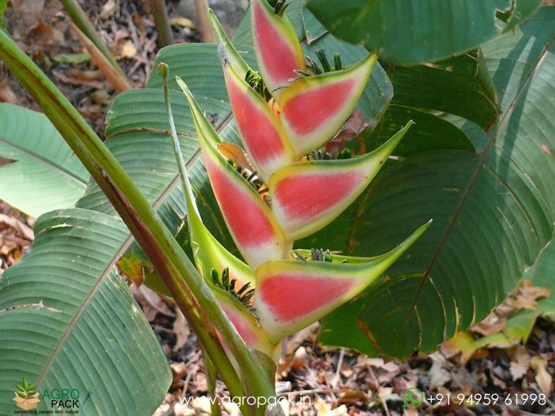 Heliconia-Wagneriana-Rainbow1