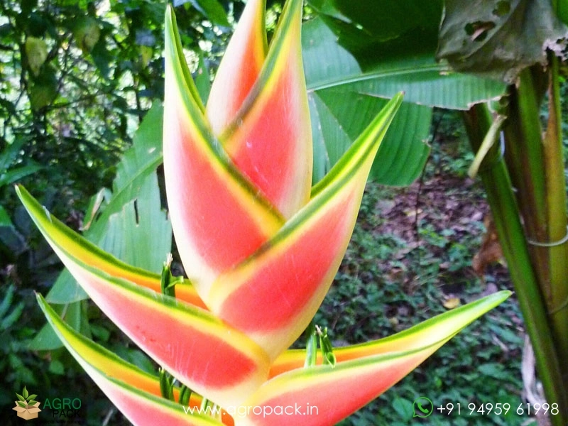 Heliconia-Wagneriana-Rainbow2