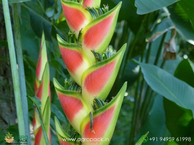 Heliconia-Wagneriana-Rainbow3