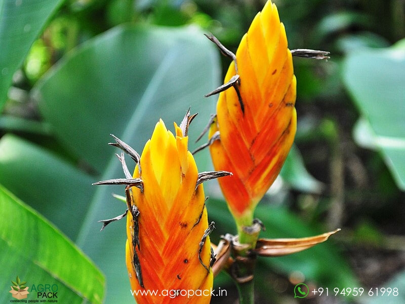 Heliconia-episcopalis1