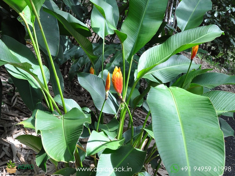 Heliconia-episcopalis2