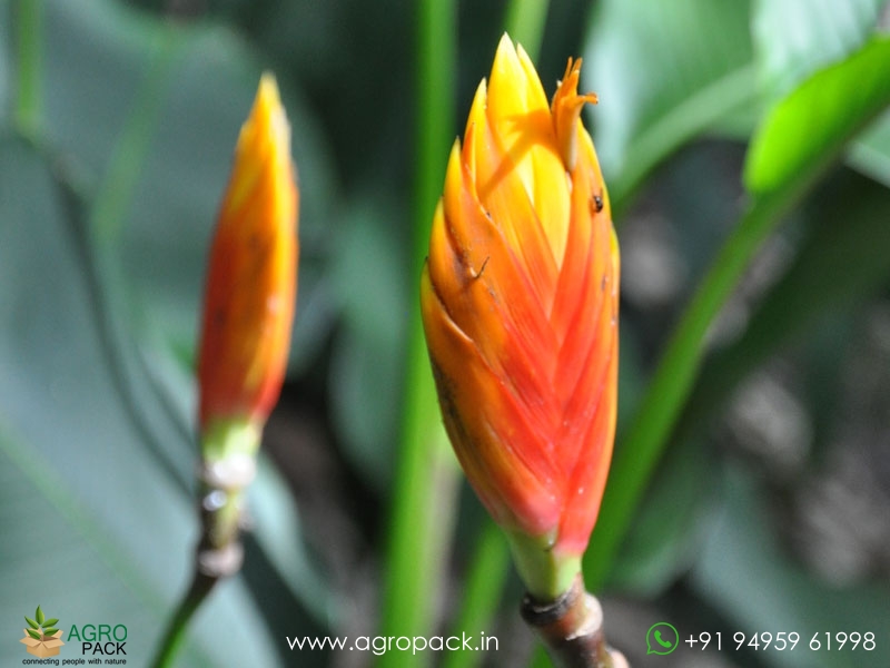 Heliconia-episcopalis3