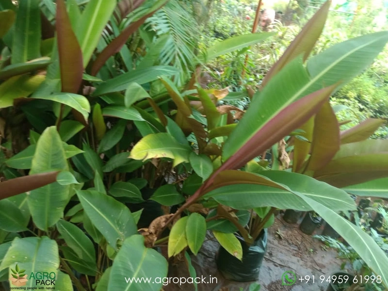 Heliconia-metallica1