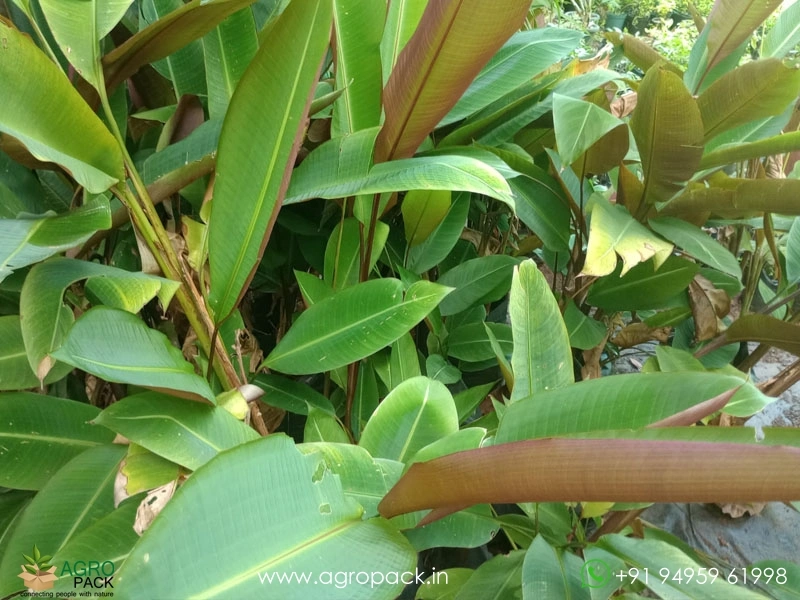 Heliconia-metallica2