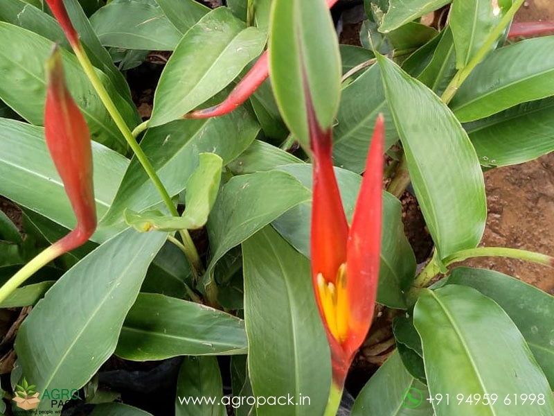 Heliconia-psittacorum2